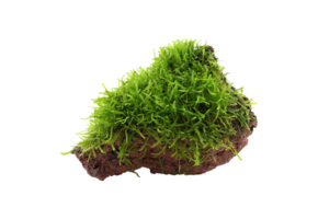Taxiphyllum Barbieri sur Lavateen