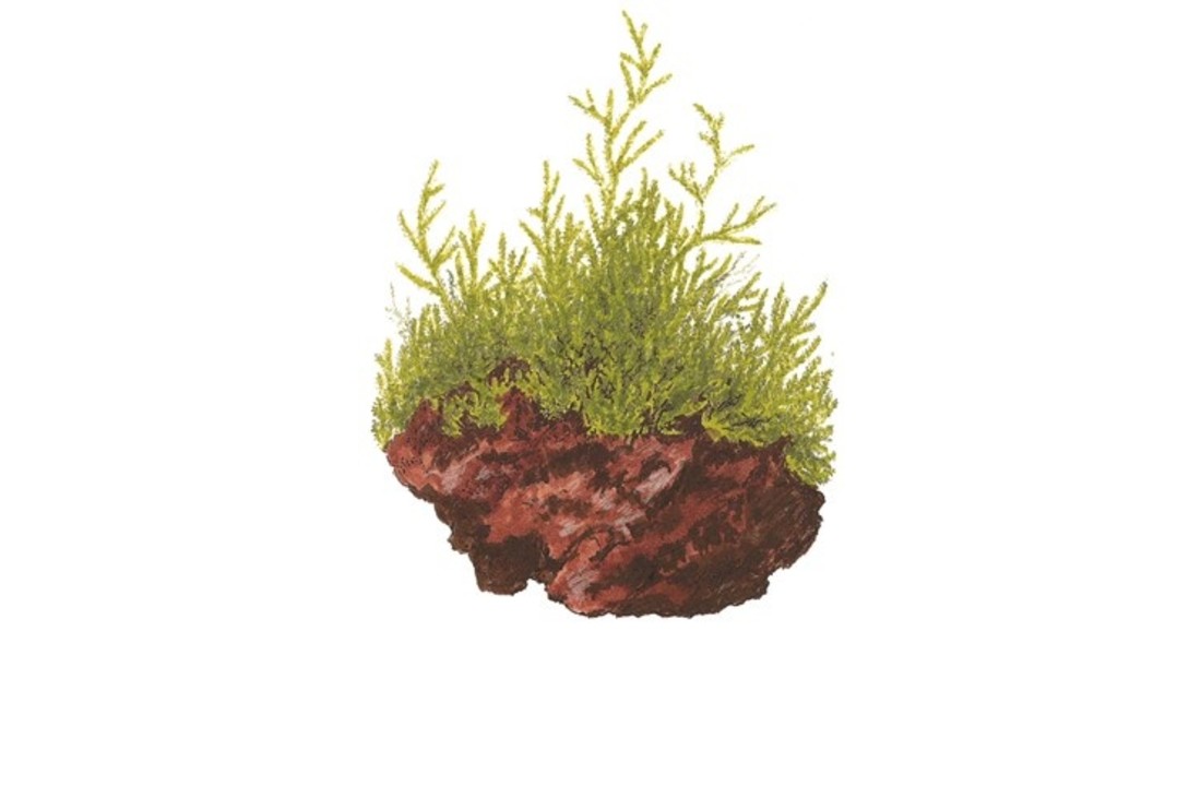 Taxiphyllum barbieri op Lavasteen