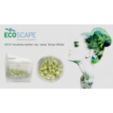 Anubias Snow White in vitro