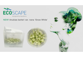 Anubias Snow White in vitro