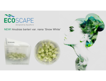 Anubias Snow White in vitro