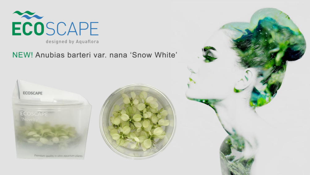Anubias Snow White in vitro