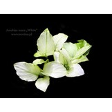 Anubias Snow White in vitro