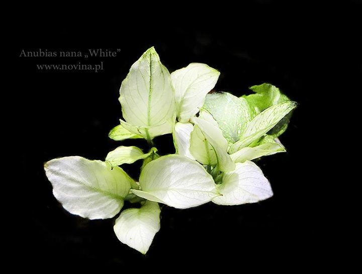 Anubias Snow White In Vitro