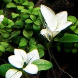 Anubias neige blanche in vitro