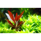 Alternanthera Reineckii Pink - In vitro