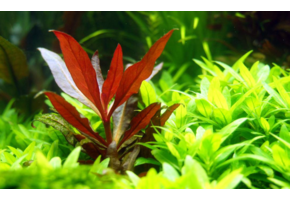 Alternanthera reinecii rose - in vitro