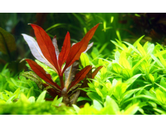 Alternanthera Reineckii Pink - In vitro
