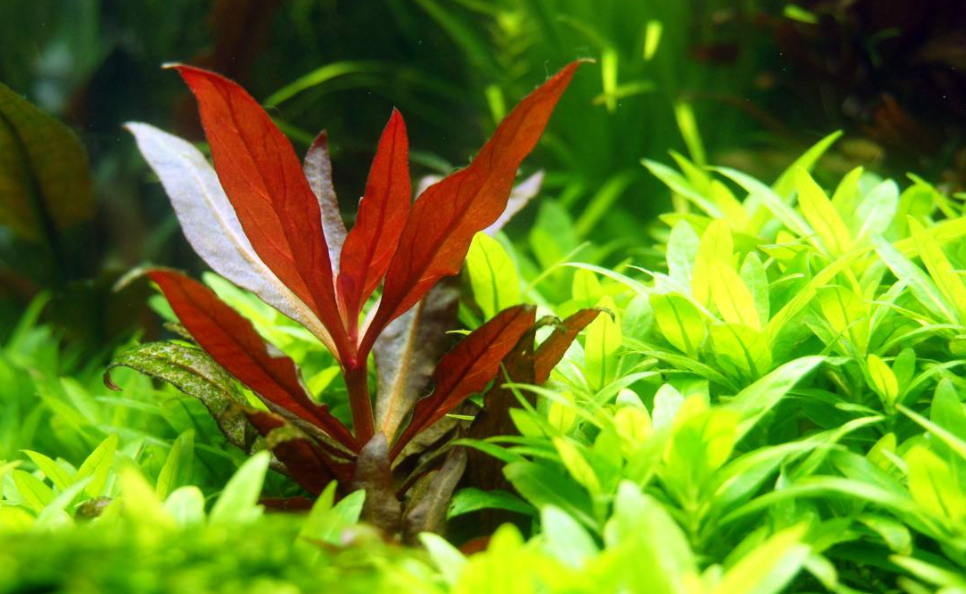 Alternanthera Reineckii Pink - In vitro