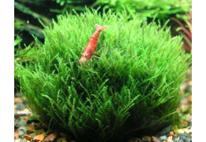 Amblystegium Serpens - In vitro