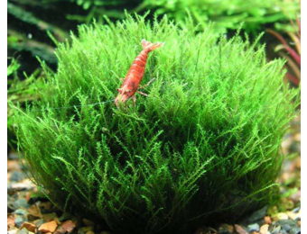 Amblystegium Serpens - In vitro