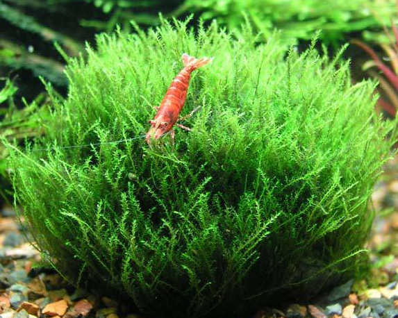 Amblystegium serpens - In Vitro