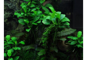 Anabias Barteri Var. Nana 'Bonsai' - In vitro