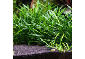 Tropica Cryptocoryne parva - In Vitro