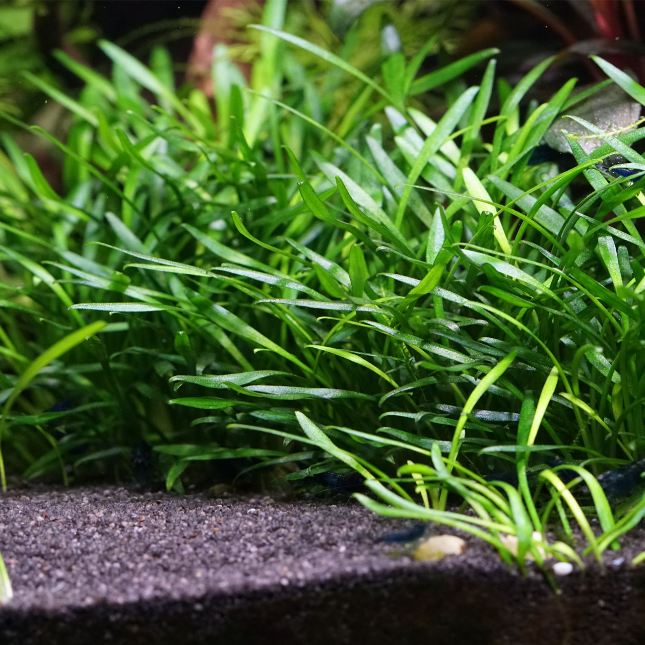 Cryptocoryne parva - In Vitro