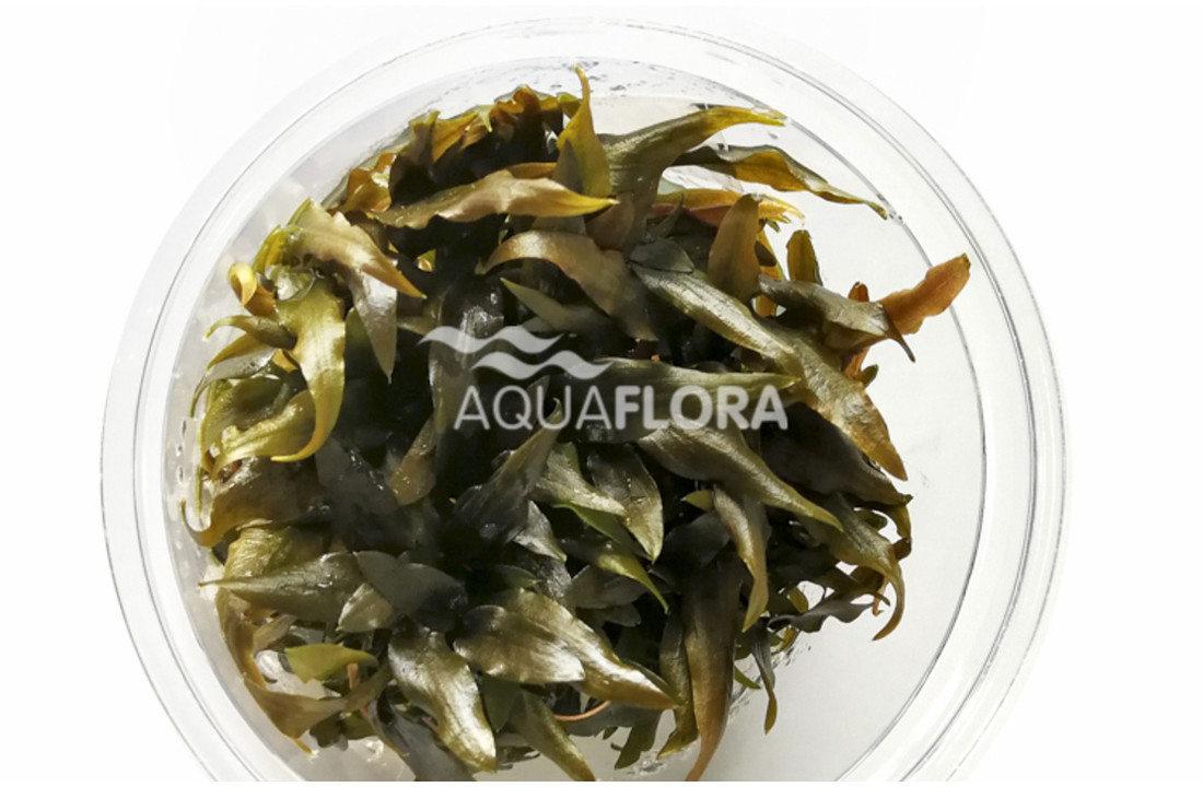 Cryptocoryne wendtii var. red (rubella) .- In Vitro