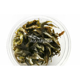 Cryptocoryne wendtii var. red (rubella) .- In Vitro