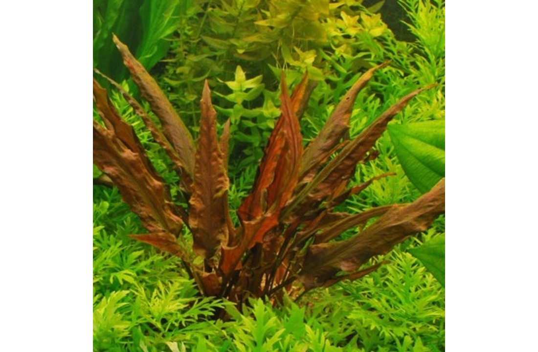 Cryptocoryne wendtii var. red (rubella) .- In Vitro