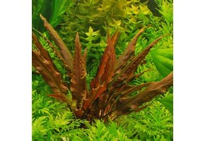 Cryptocoryne Wendtiii var. Rouge (rubeole) .- in vitro