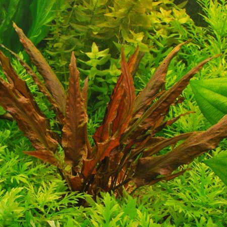 Cryptocoryne Wendtiii var. Rouge (rubeole) .- in vitro