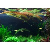 Cryptocoryne Usteriana - in vitro