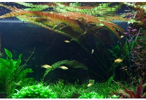 Cryptocoryne Usteriana - in vitro