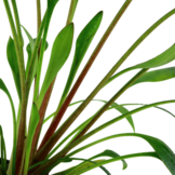 Cryptocoryne x Willisii - in vitro