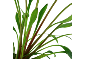 Cryptocoryne x Willisii - in vitro