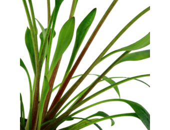 Cryptocoryne x Willisii - in vitro