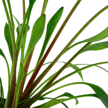 Cryptocoryne x Willisii - in vitro