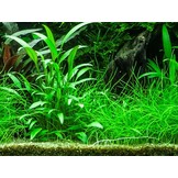 Cryptocoryne x Willisii - in vitro