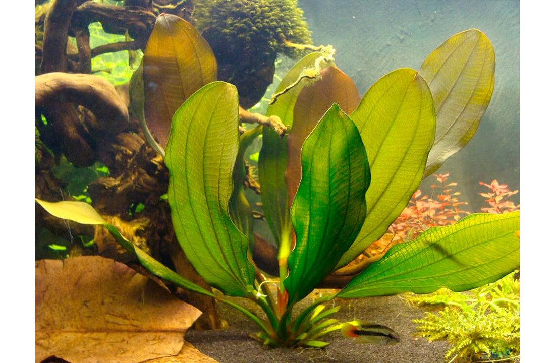 Echinodorus Little Mystery - In Vitro