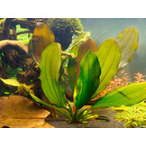 Echinodorus Petit mystere - in vitro