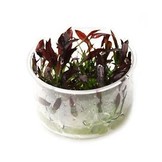 Echinodorus Little Mystery - In Vitro
