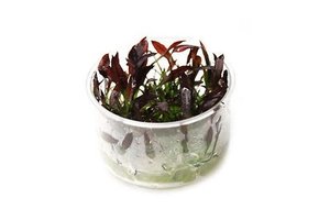 Echinodorus Petit mystere - in vitro