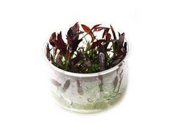 Echinodorus Little Mystery - In Vitro