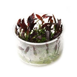 Echinodorus Little Mystery - In Vitro