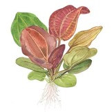 Echinodorus Reni - in Vitro