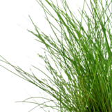 Eleocharis Parvula - In vitro