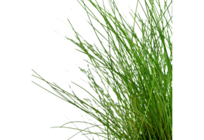 ELECHARIS Parvula - In vitro