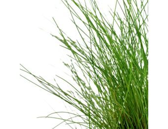Eleocharis parvula - In Vitro