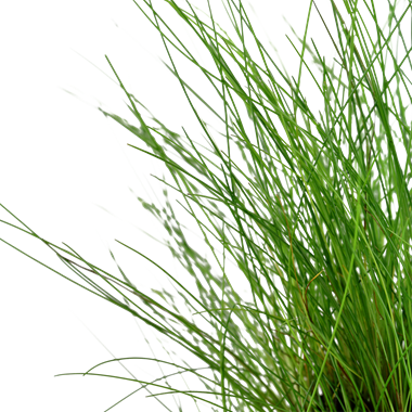 Eleocharis Parvula - In vitro