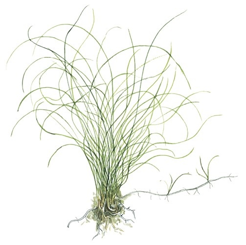 Eleocharis Parvula - In vitro