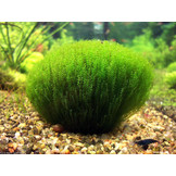 Leptodictyum Riparium (Stringy Moss) - In vitro