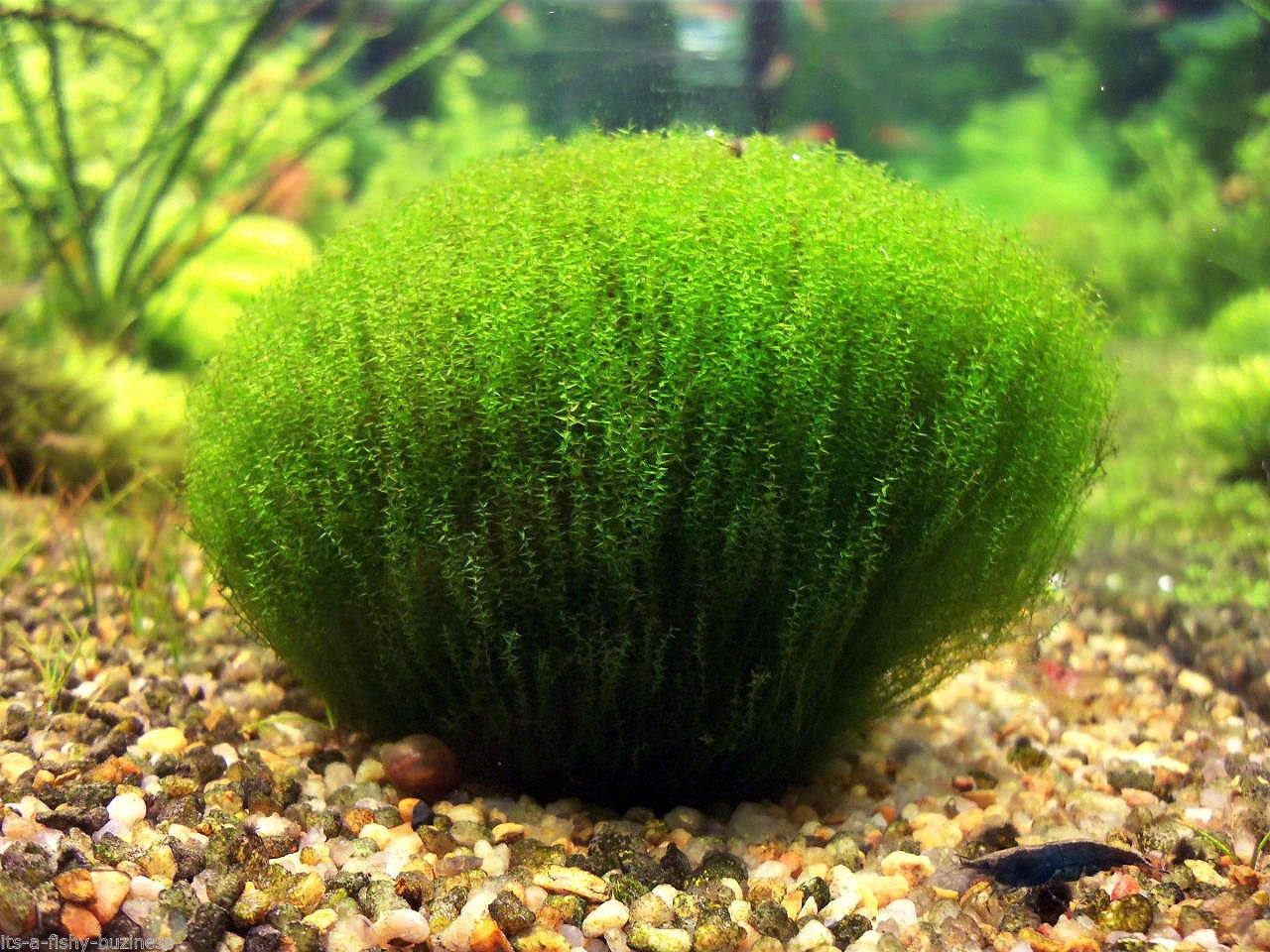 Riparium leptodictyum (mousse filante) - in vitro