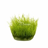 Leptodictyum Riparium (Stringy Moss) - In vitro