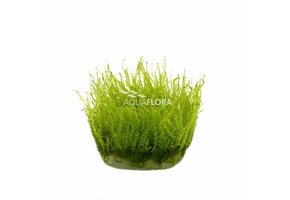 Leptodictyum riparium (stringy moss) - In Vitro