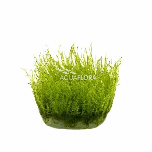 Leptodictyum Riparium (Stringy Moss) - In vitro