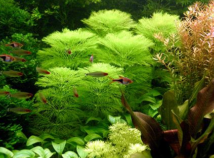 Limnophila australis - in vitro