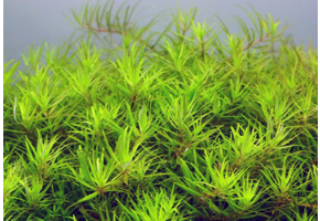 Limnophila sp. 'Vietnam' - In vitro